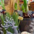 Amaryllis Dekoriert