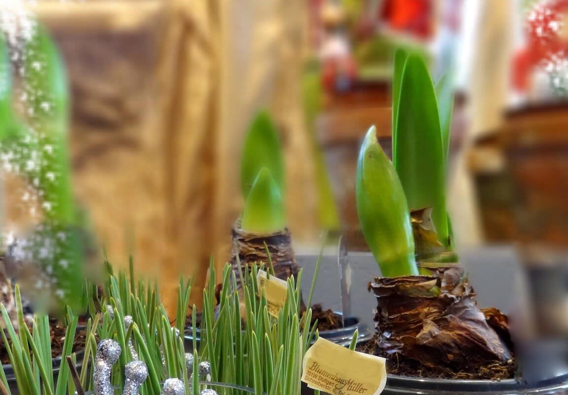Amaryllis Dekoriert