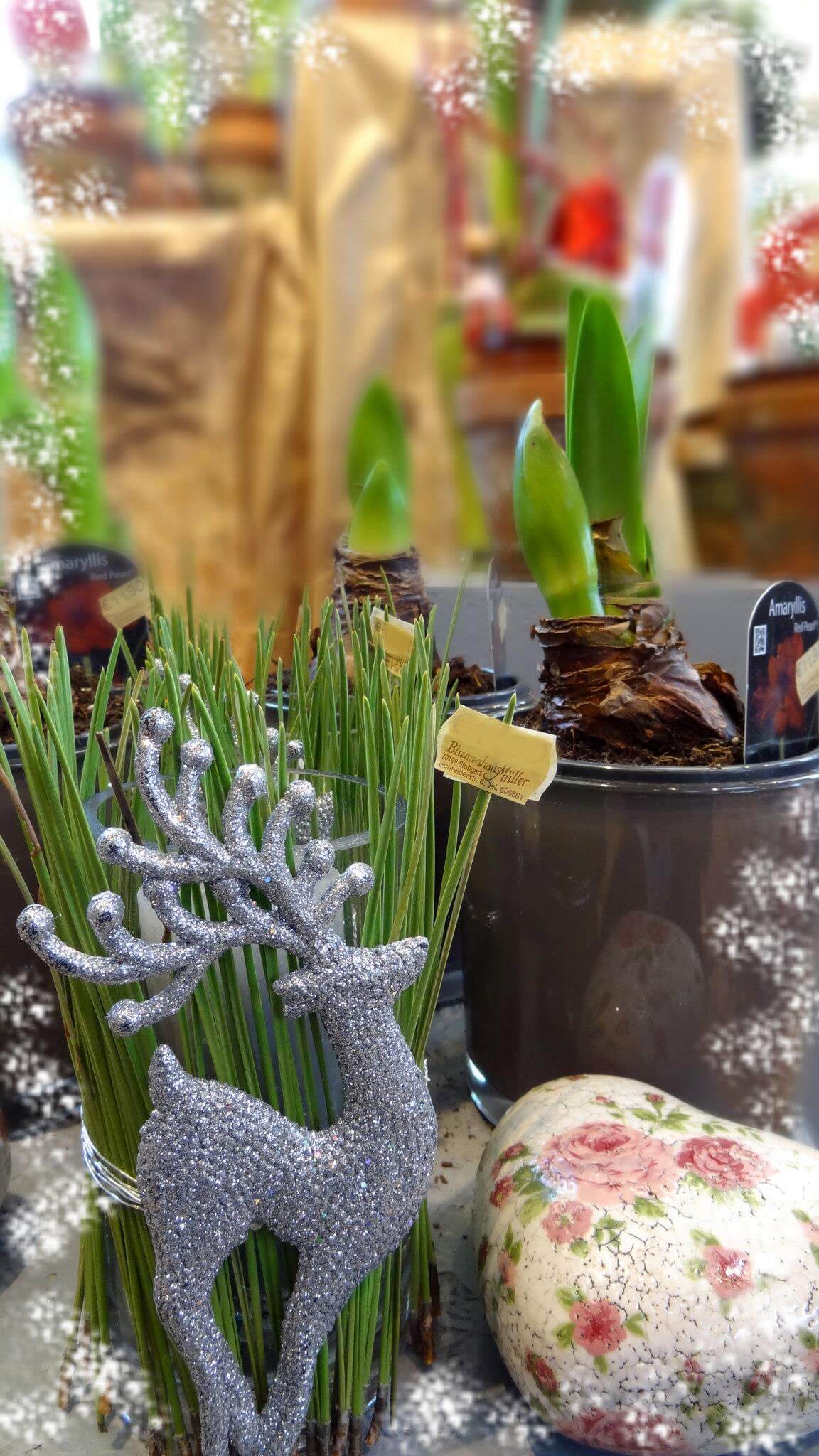 Amaryllis Dekoriert