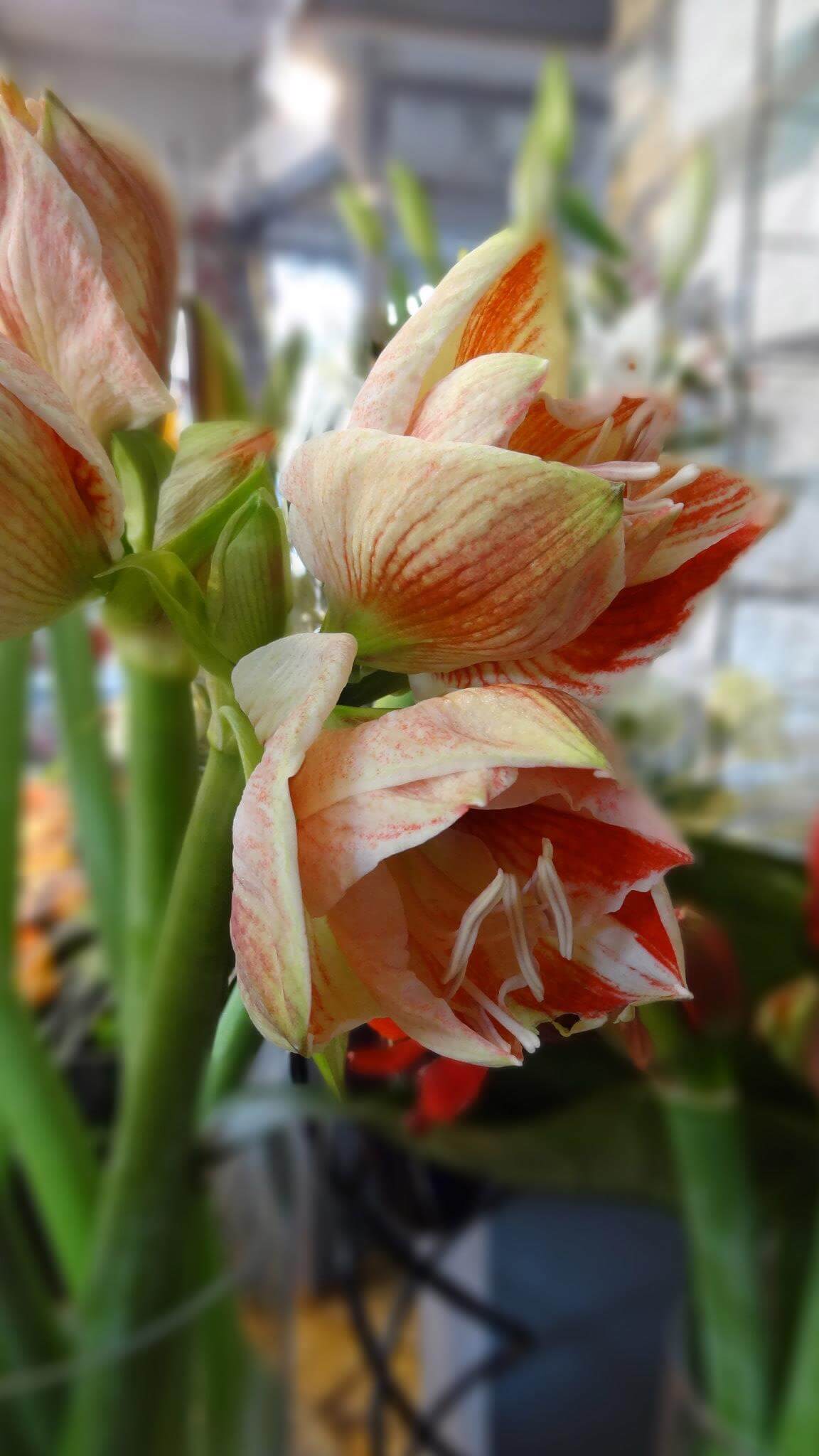 Amaryllis Gestreift