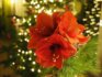 Amaryllis Mit Kiefernzweigen