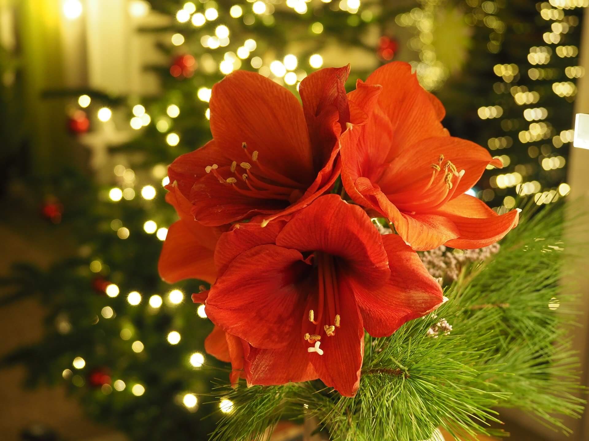 Amaryllis Mit Kiefernzweigen