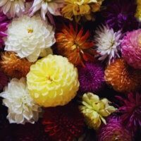 Dahlien bei Blumen Müller
