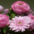 Rosa Ranunkeln Im Strauss Mit Gerbera