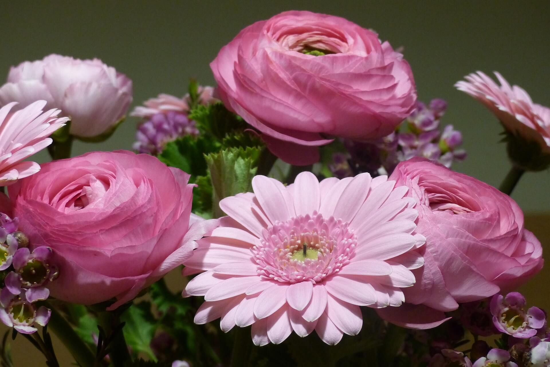 Rosa Ranunkeln Im Strauss Mit Gerbera