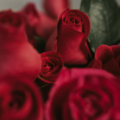 Rote Rosen: Ich liebe Dich