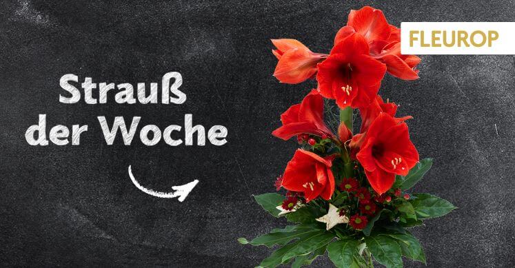 Strauß der Woche 48: Hübsch Rot-weihnachtlich