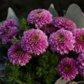 Strauss Violett Chrysanthemen