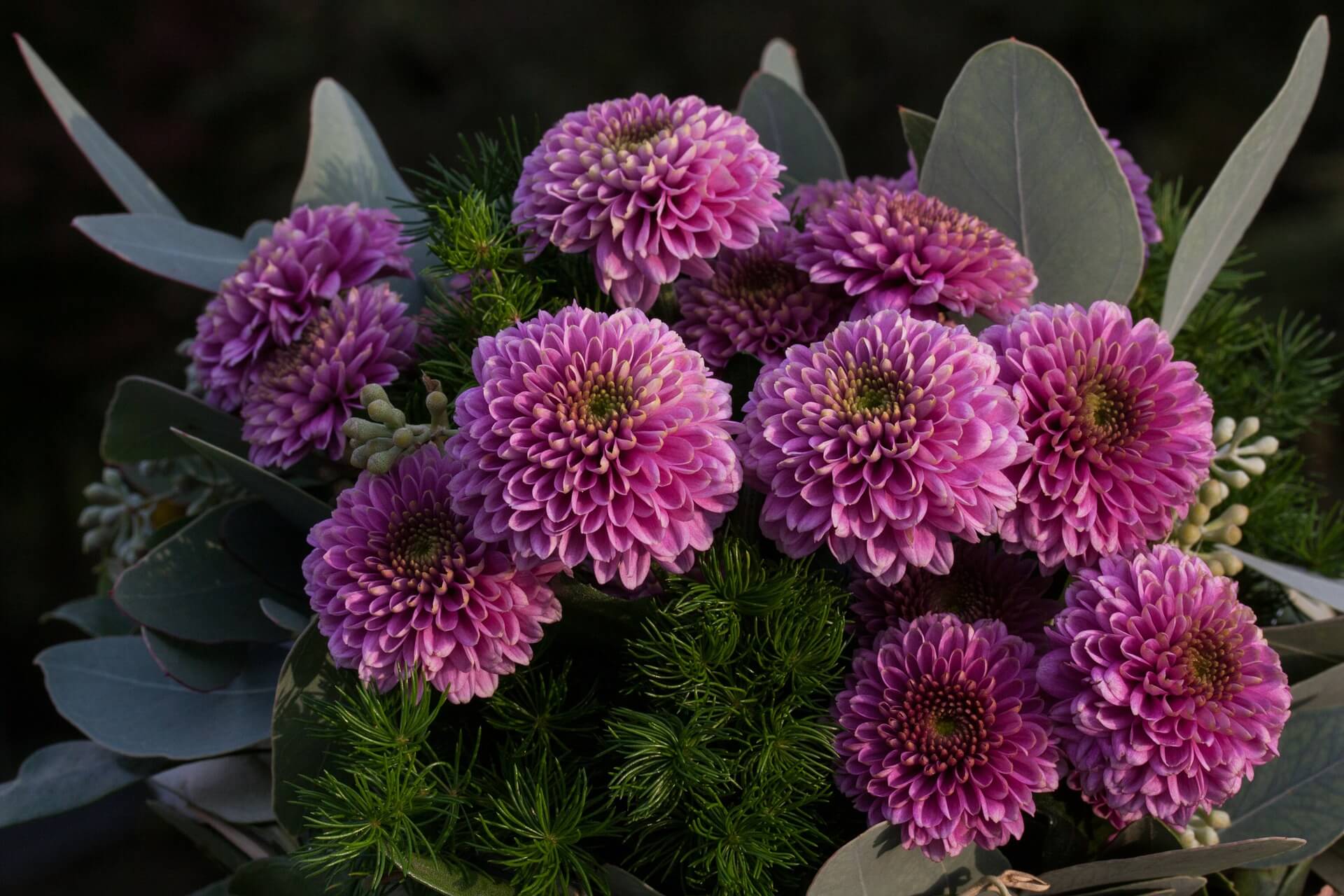 Strauss Violett Chrysanthemen