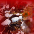 Weihnachts Zapfen
