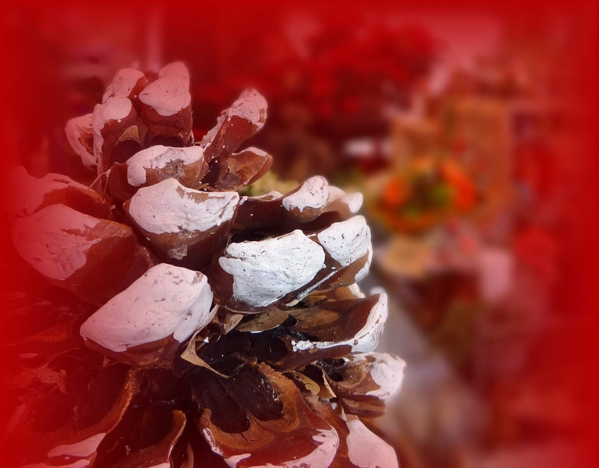 Weihnachts Zapfen